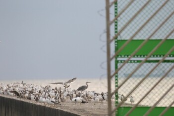 2021年10月6日(水) 幕張の浜の野鳥観察記録