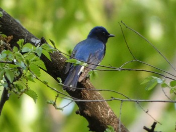 Blue-and-white Flycatcher Nagai Botanical Garden Mon, 5/1/2017