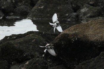 ハクセキレイ 東京港野鳥公園 2021年10月16日(土)