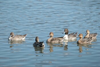 オナガガモ 東京港野鳥公園 2021年10月16日(土)