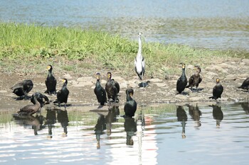 カワウ 東京港野鳥公園 2021年10月16日(土)