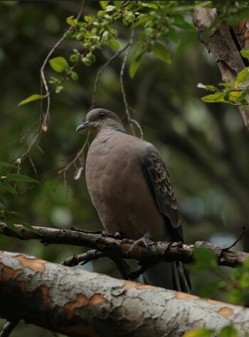 キジバト 東京港野鳥公園 2021年10月21日(木)