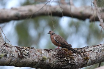 2017年3月22日(水) Angkhang Nature Resortの野鳥観察記録