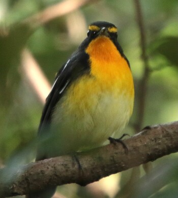 キビタキ 東京港野鳥公園 2021年10月22日(金)