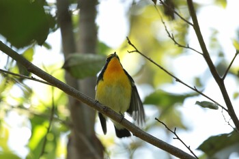 キビタキ 東京港野鳥公園 2021年10月21日(木)