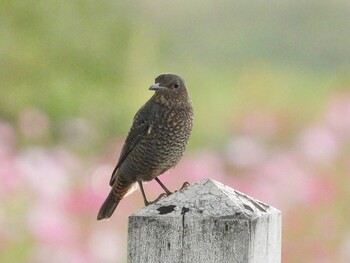 2021年10月21日(木) 荒川河川敷(江戸川区)の野鳥観察記録