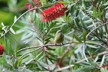 Mrs. Gould's Sunbird Angkhang Nature Resort Wed, 3/22/2017