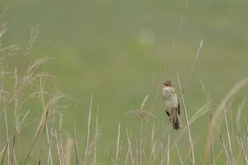 オオヨシキリ 岐阜県 2017年5月1日(月)