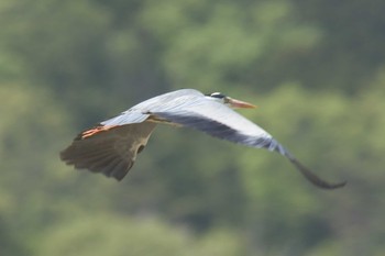 アオサギ 滋賀県野洲市さくら緑地 2017年4月30日(日)