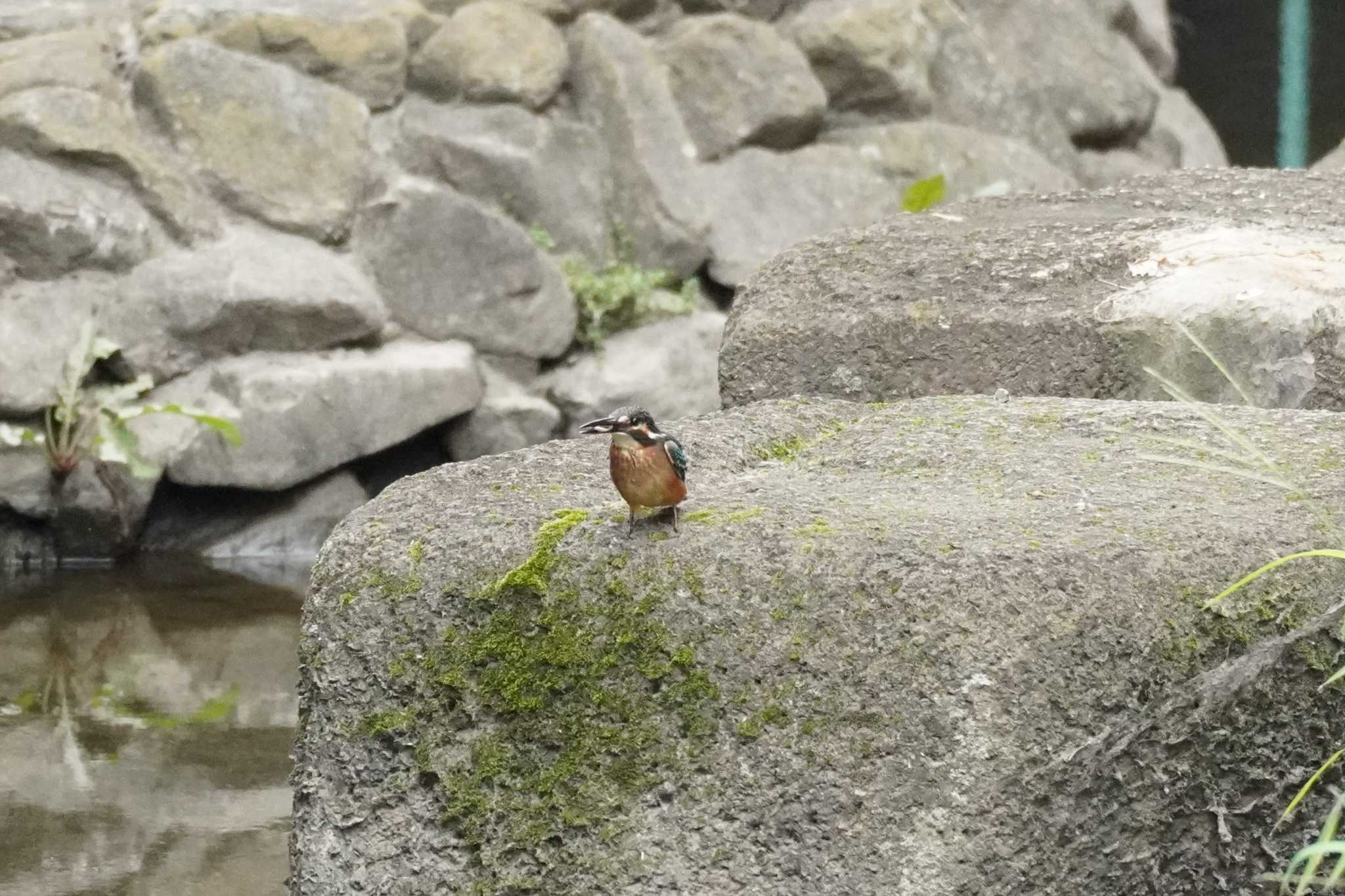 埼玉県 カワセミの写真 by どばと