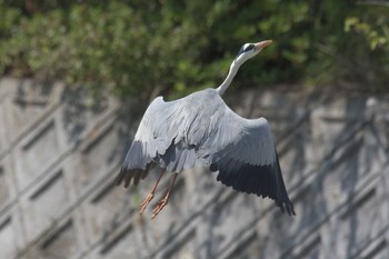 アオサギ 滋賀県野洲市さくら緑地 2017年4月30日(日)