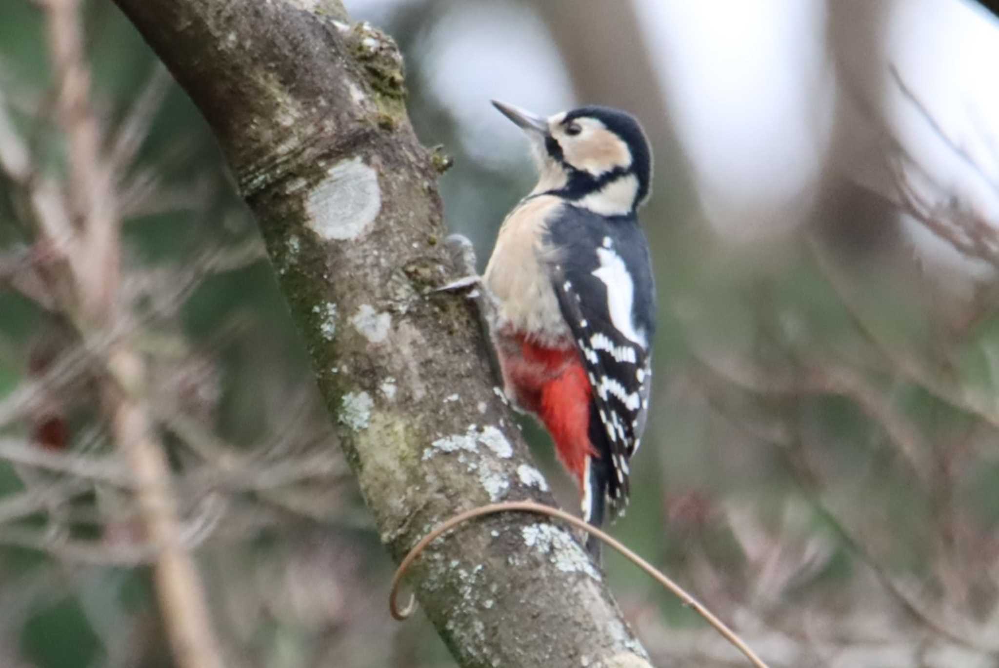 Photo of Great Spotted Woodpecker at Kodomo Shizen Park by ぼぼぼ