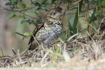 White's Thrush Kodomo Shizen Park Mon, 1/11/2021