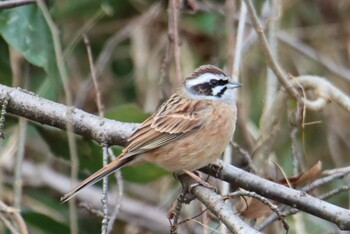 Meadow Bunting Kodomo Shizen Park Mon, 1/11/2021