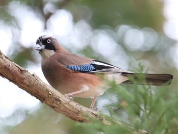 Eurasian Jay Kodomo Shizen Park Sun, 1/17/2021