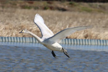 Whooper Swan 本埜村白鳥の郷 Sat, 1/30/2021