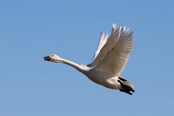 Tundra Swan 本埜村白鳥の郷 Sat, 1/30/2021