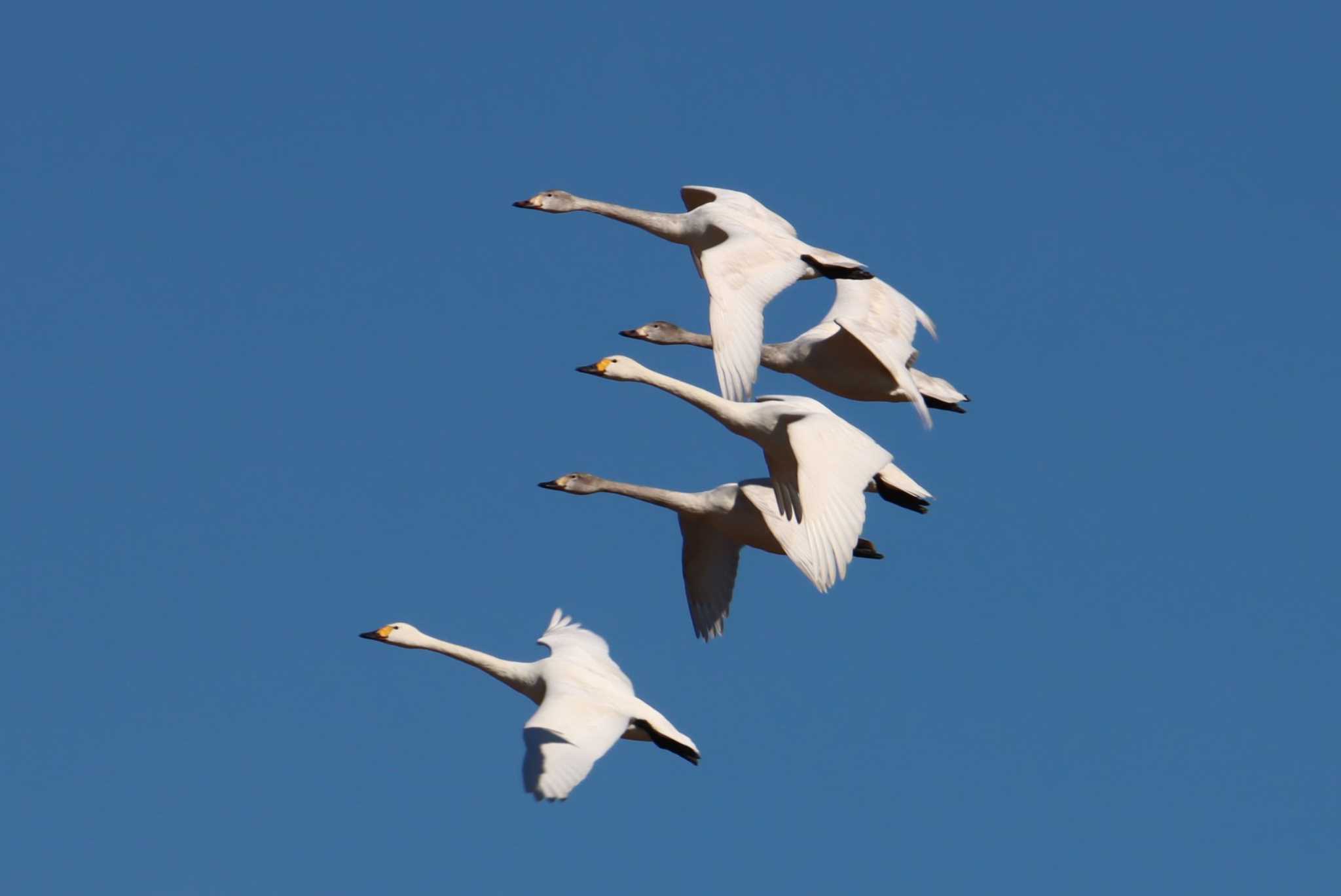 Photo of Tundra Swan at 本埜村白鳥の郷 by ぼぼぼ