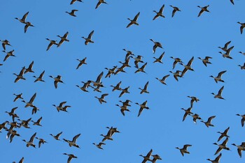 Northern Pintail 本埜村白鳥の郷 Sat, 1/30/2021