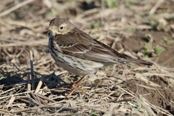 2021年1月30日(土) 本埜村白鳥の郷の野鳥観察記録