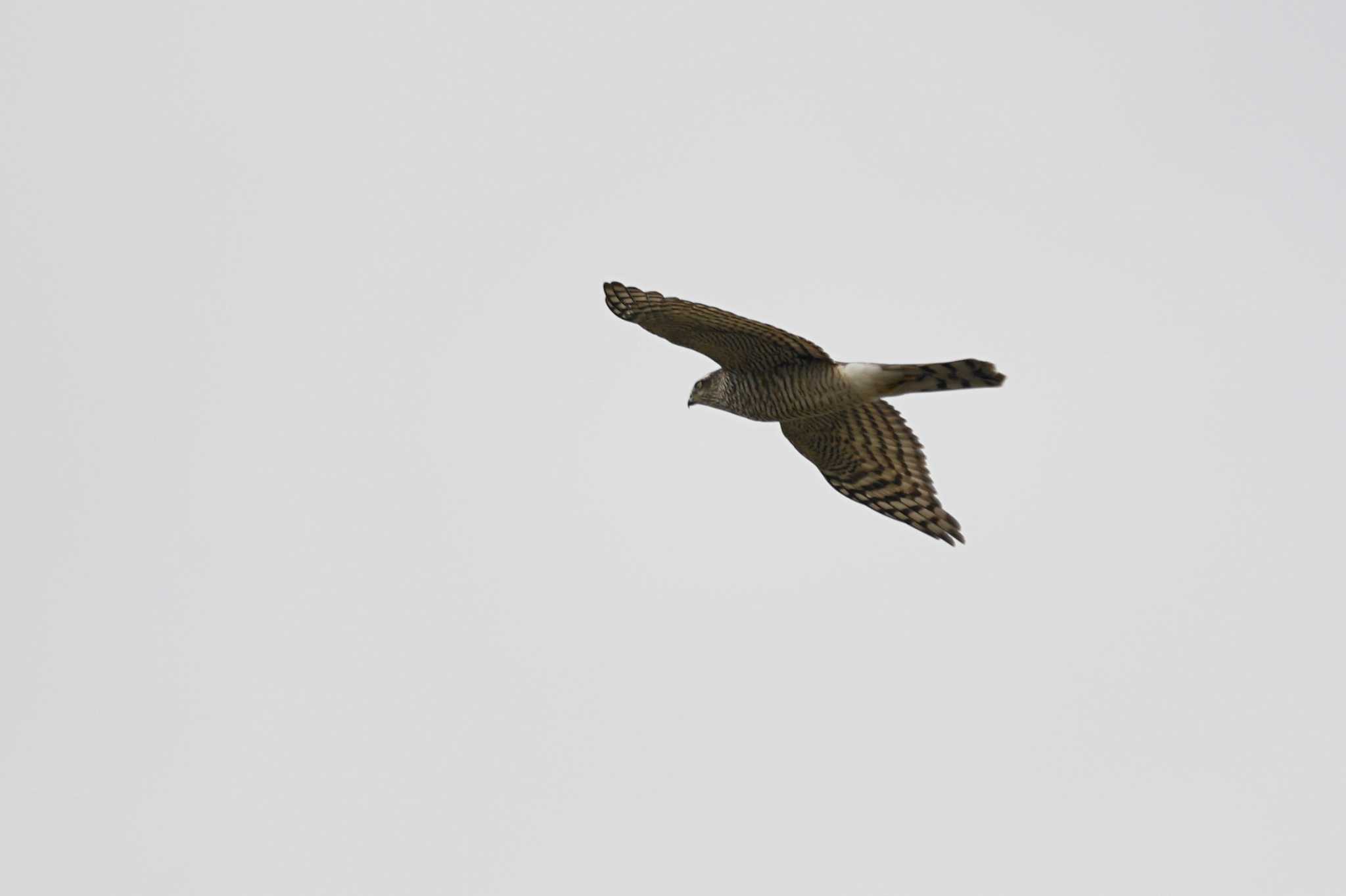 Photo of Eurasian Sparrowhawk at 斐伊川河口 by ひらも