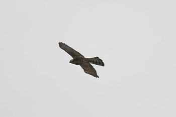 Eurasian Sparrowhawk 斐伊川河口 Fri, 10/22/2021