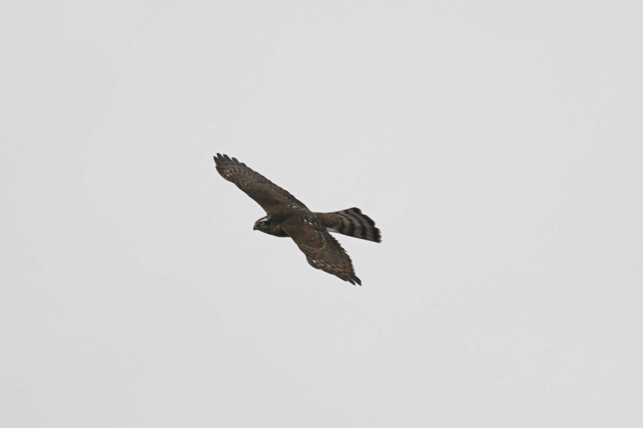 Photo of Eurasian Sparrowhawk at 斐伊川河口 by ひらも