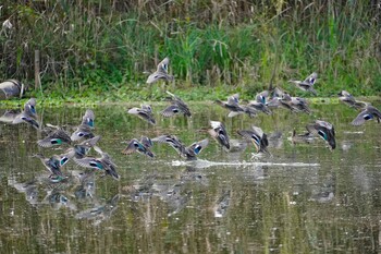 Eastern Spot-billed Duck 恩智川治水緑地 Fri, 10/22/2021