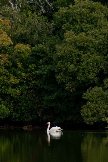 Mute Swan 奈良市水上池 Fri, 10/22/2021