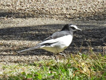 White Wagtail 河跡湖公園 Fri, 10/22/2021