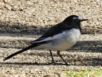 Japanese Wagtail 河跡湖公園 Fri, 10/22/2021