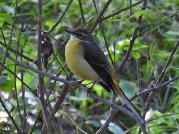 Grey Wagtail 河跡湖公園 Fri, 10/22/2021