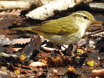 Eastern Crowned Warbler Yamanakako Lake Sun, 4/30/2017