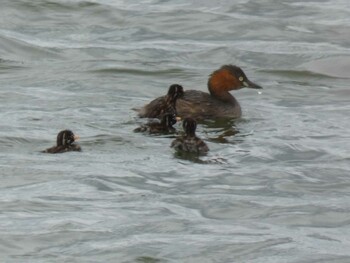 Little Grebe Yoron Island Fri, 10/22/2021