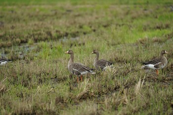 Greater White-fronted Goose 斐伊川河口 Fri, 10/22/2021