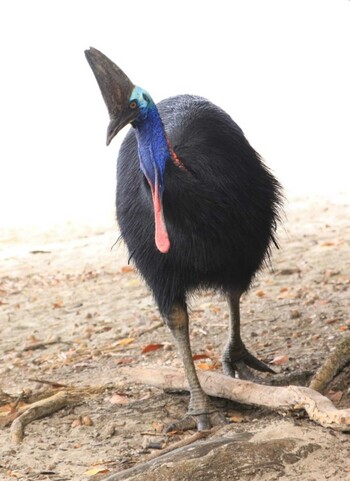 Southern Cassowary ケアンズ周辺 Wed, 8/2/2017