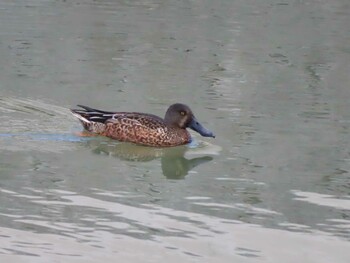 2021年10月22日(金) 山崎川中流域の野鳥観察記録