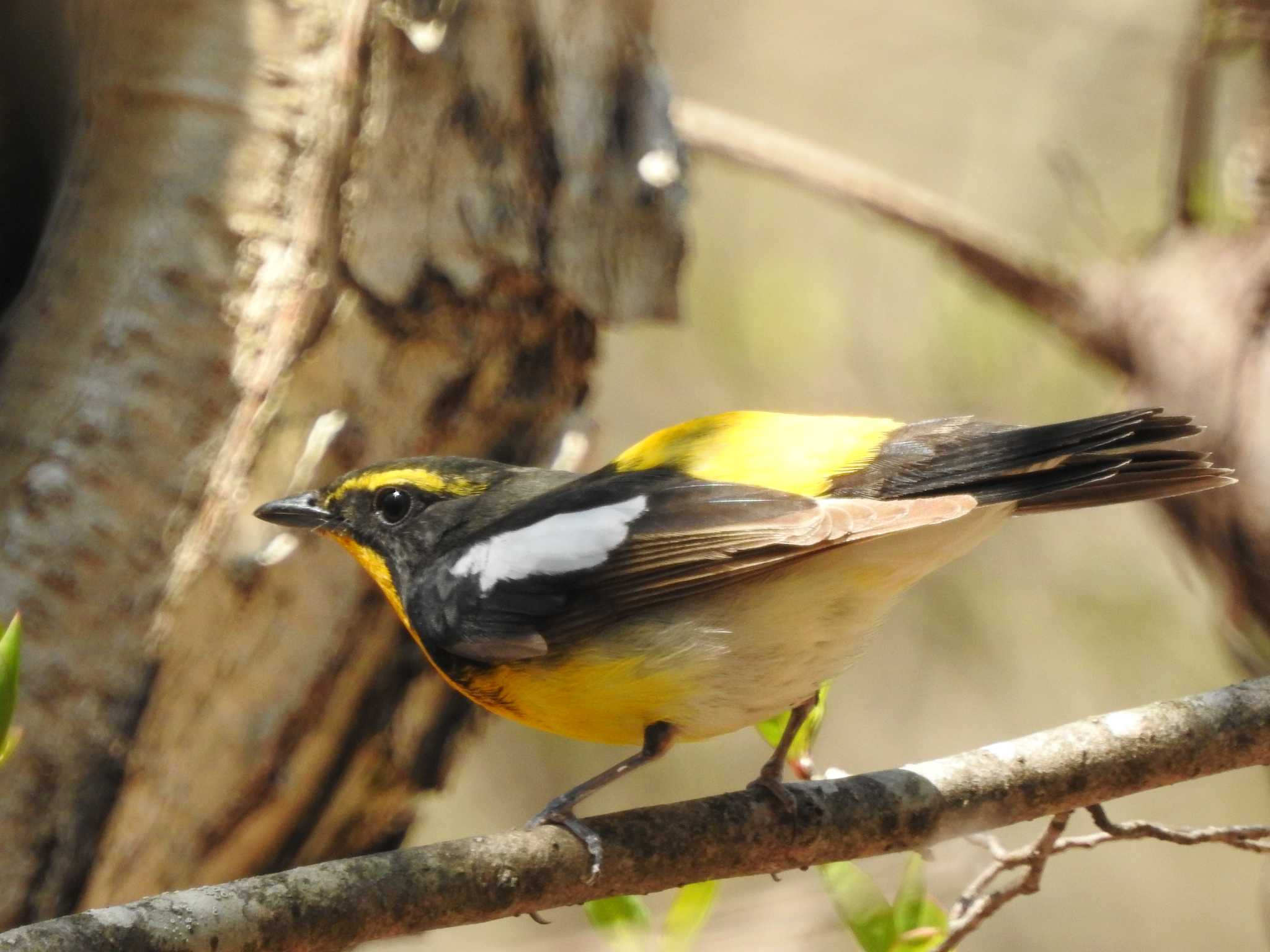 Photo of Narcissus Flycatcher at Yamanakako Lake by 結城