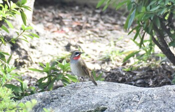 2021年10月22日(金) 名古屋鶴舞公園の野鳥観察記録