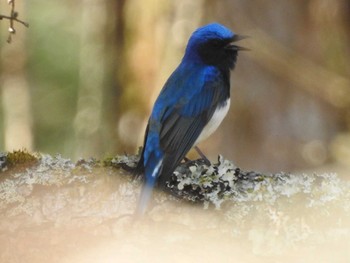 Blue-and-white Flycatcher Yamanakako Lake Sun, 4/30/2017