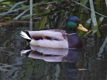 Mallard 河跡湖公園 Fri, 10/22/2021