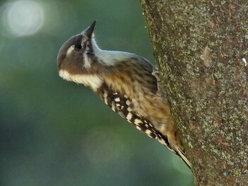 Japanese Pygmy Woodpecker 河跡湖公園 Fri, 10/22/2021