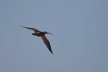 チュウシャクシギ 神奈川 2017年5月1日(月)