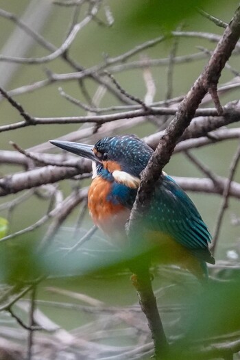 2021年10月21日(木) 秋葉公園の野鳥観察記録