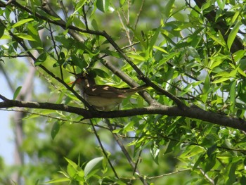 Oriental Reed Warbler Unknown Spots Tue, 5/2/2017