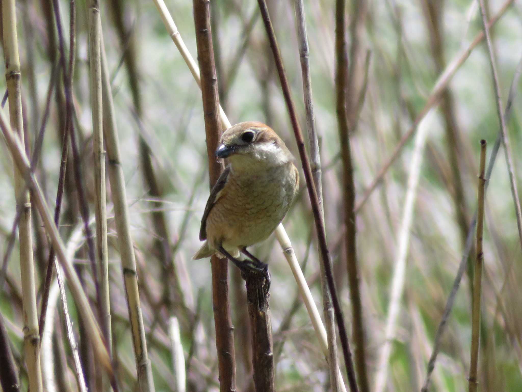 Photo of Bull-headed Shrike at  by nari