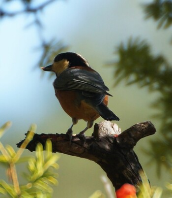 Varied Tit Makomanai Park Sat, 10/23/2021