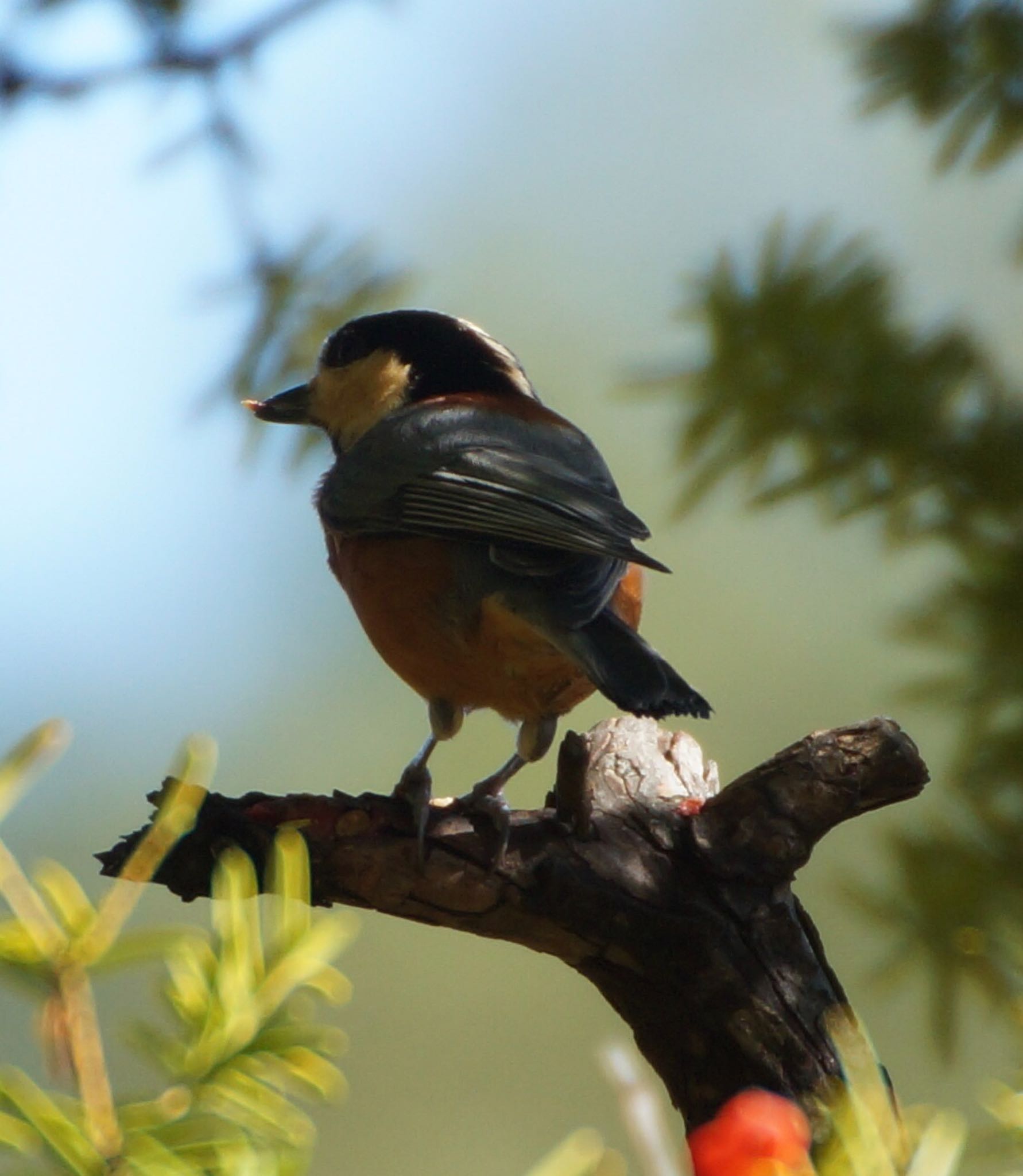 Photo of Varied Tit at Makomanai Park by xuuhiro