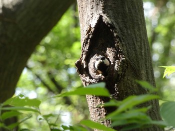 シジュウカラ 長居公園植物園 2017年5月2日(火)