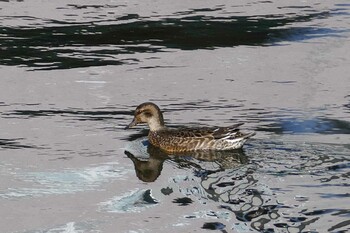 2021年10月23日(土) 東京都の野鳥観察記録